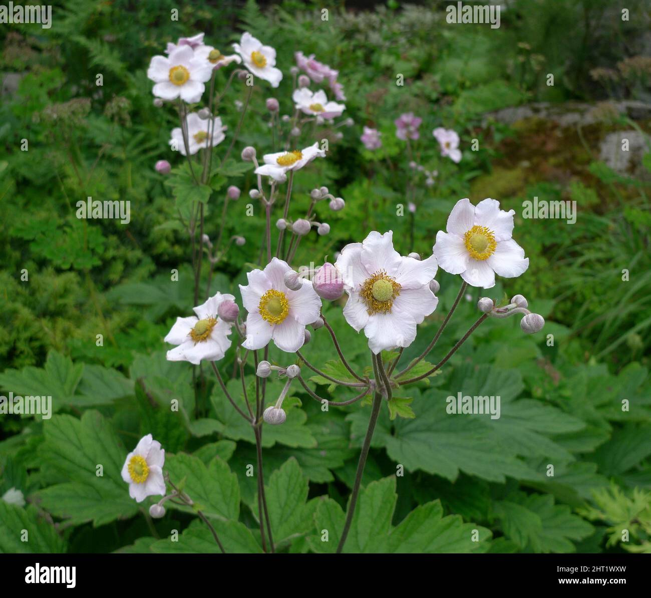 Herbst-Anemon Stockfoto