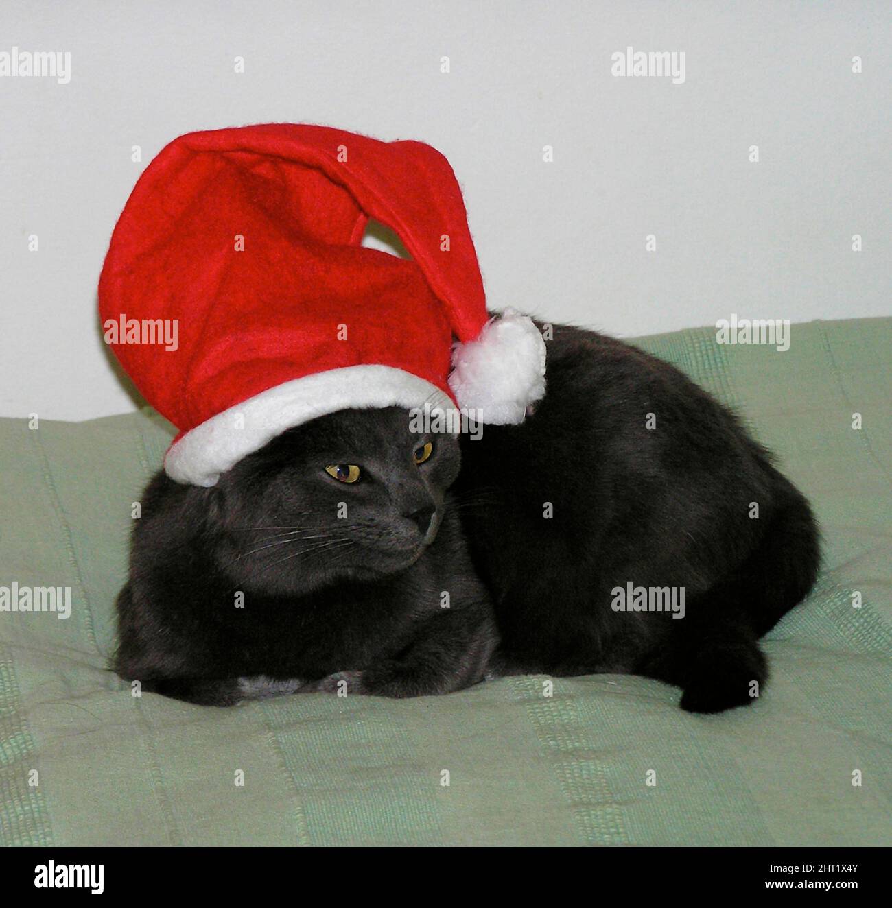 Katze mit weihnachtsmannmütze Stockfoto