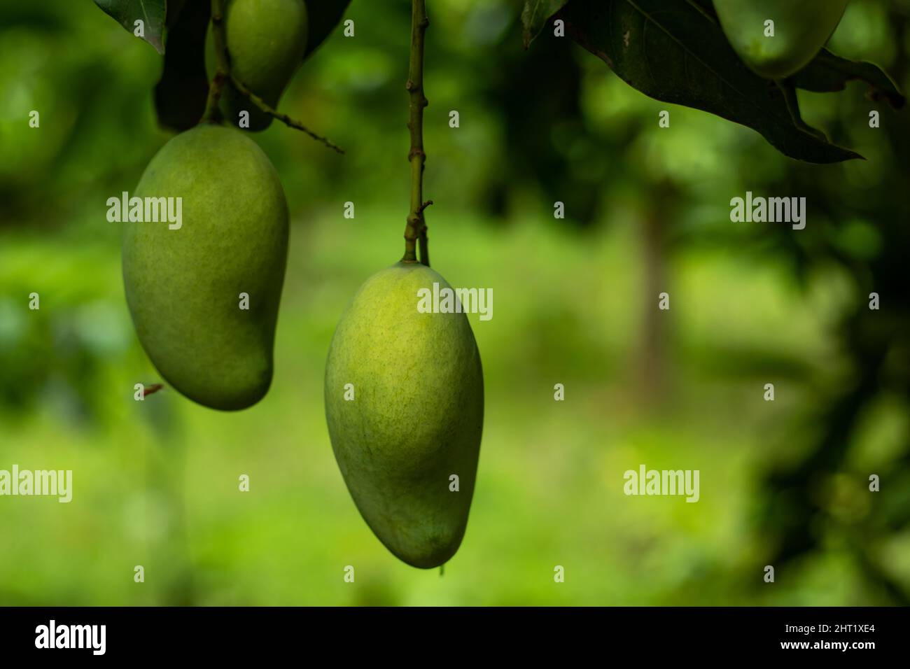 Mango ist ein tropischer Baum, der in vielen Regionen angebaut wird die Landwirtschaft hat sich weltweit auf vielen Kontinenten verbreitet Stockfoto