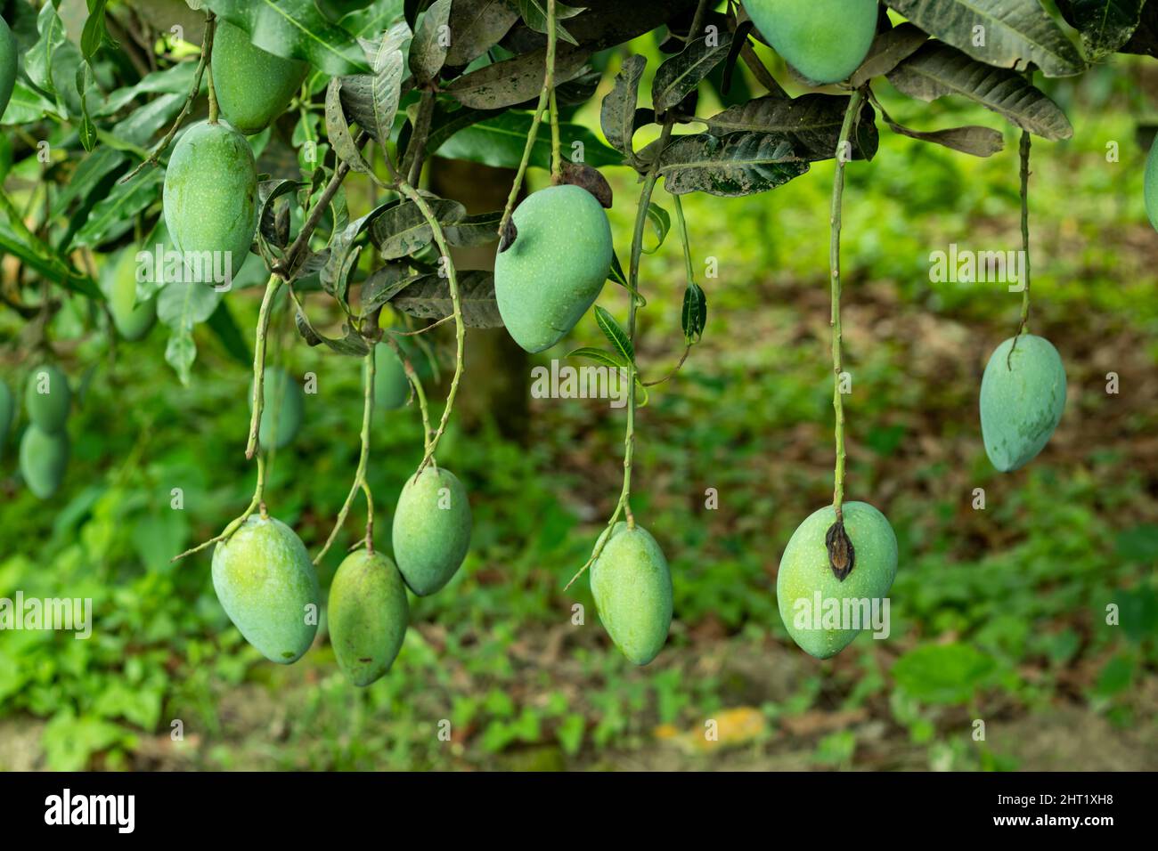 Mango ist ein tropischer Baum, der weltweit angebaut wird, und jetzt wurde seine Landwirtschaft auf vielen Kontinenten auf der ganzen Welt verbreitet Stockfoto