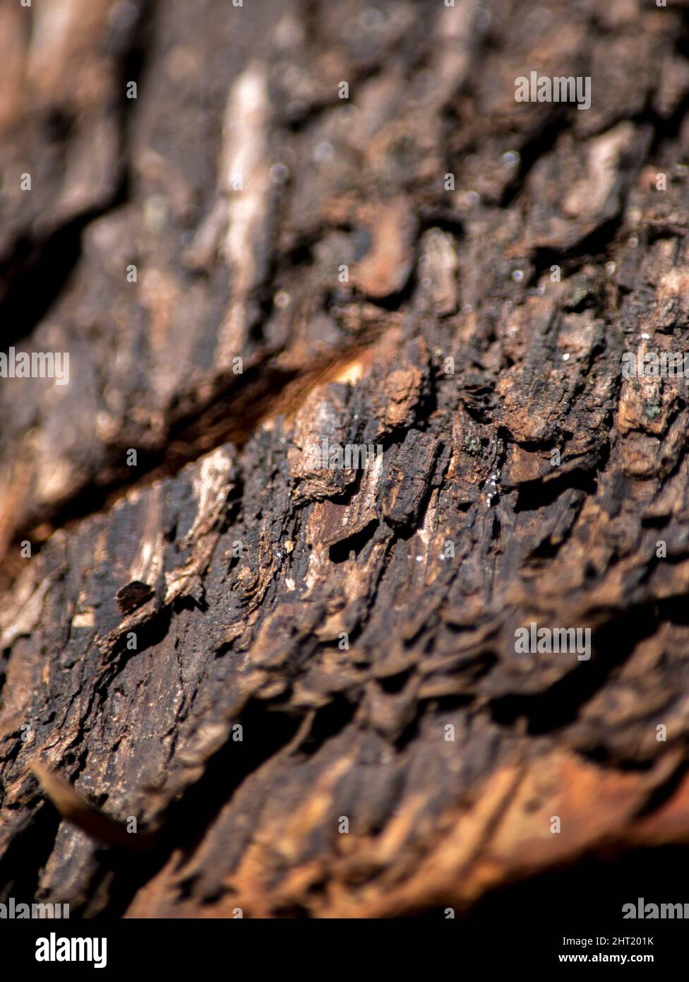 Textur der Rinde eines Baumes Stockfoto