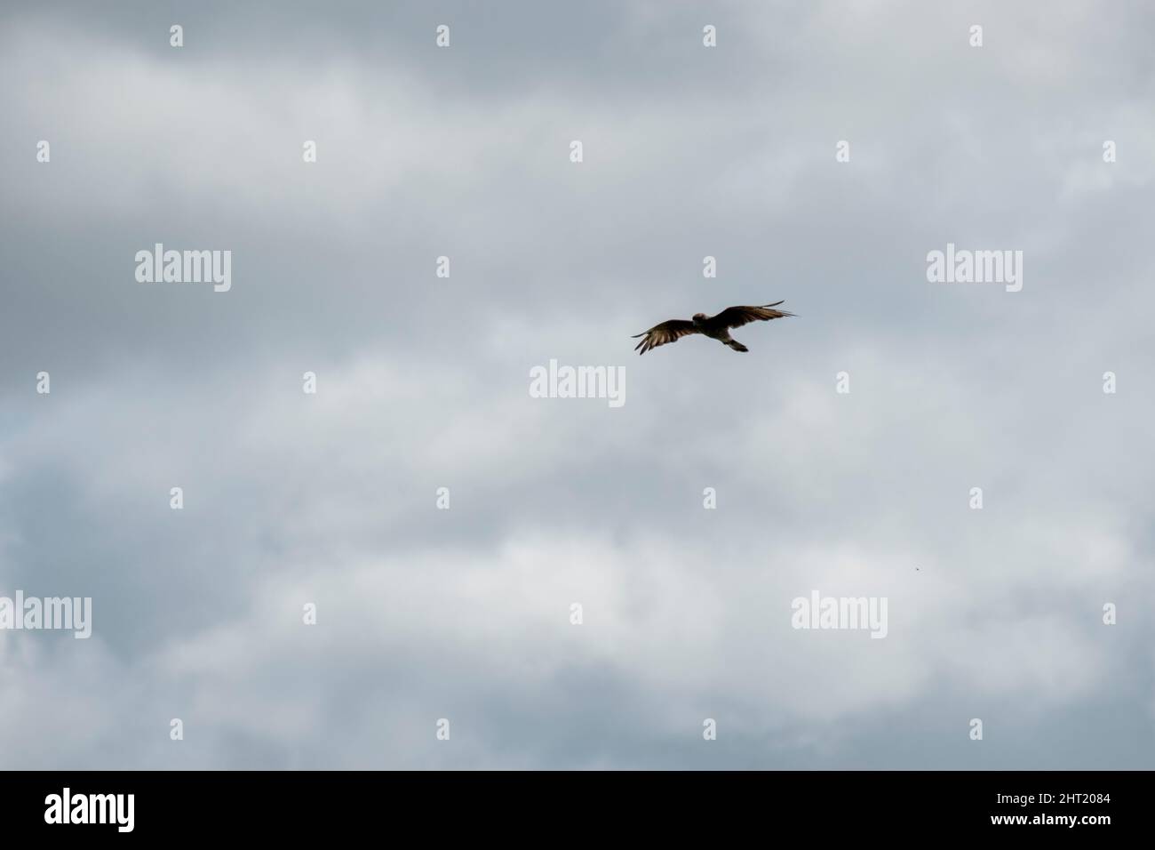 Greifvögel fliegen am Himmel Stockfoto