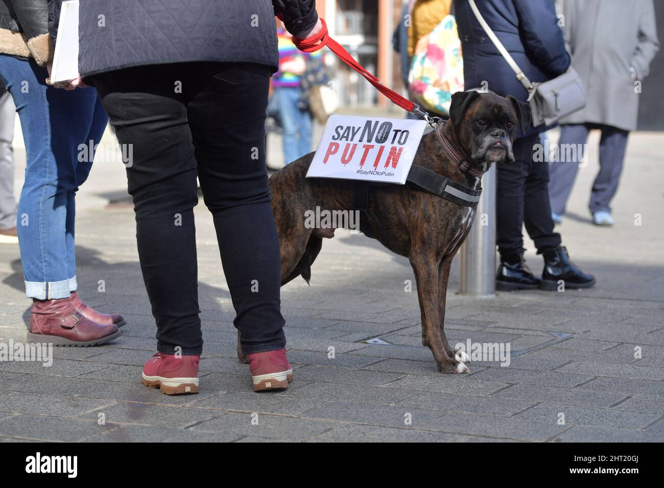 SID der Boxerhund. Weltweit wird der Schock des Krieges in der Ukraine zu Wut und Protest. Um den herum findet eine Demonstration für den Frieden statt Stockfoto