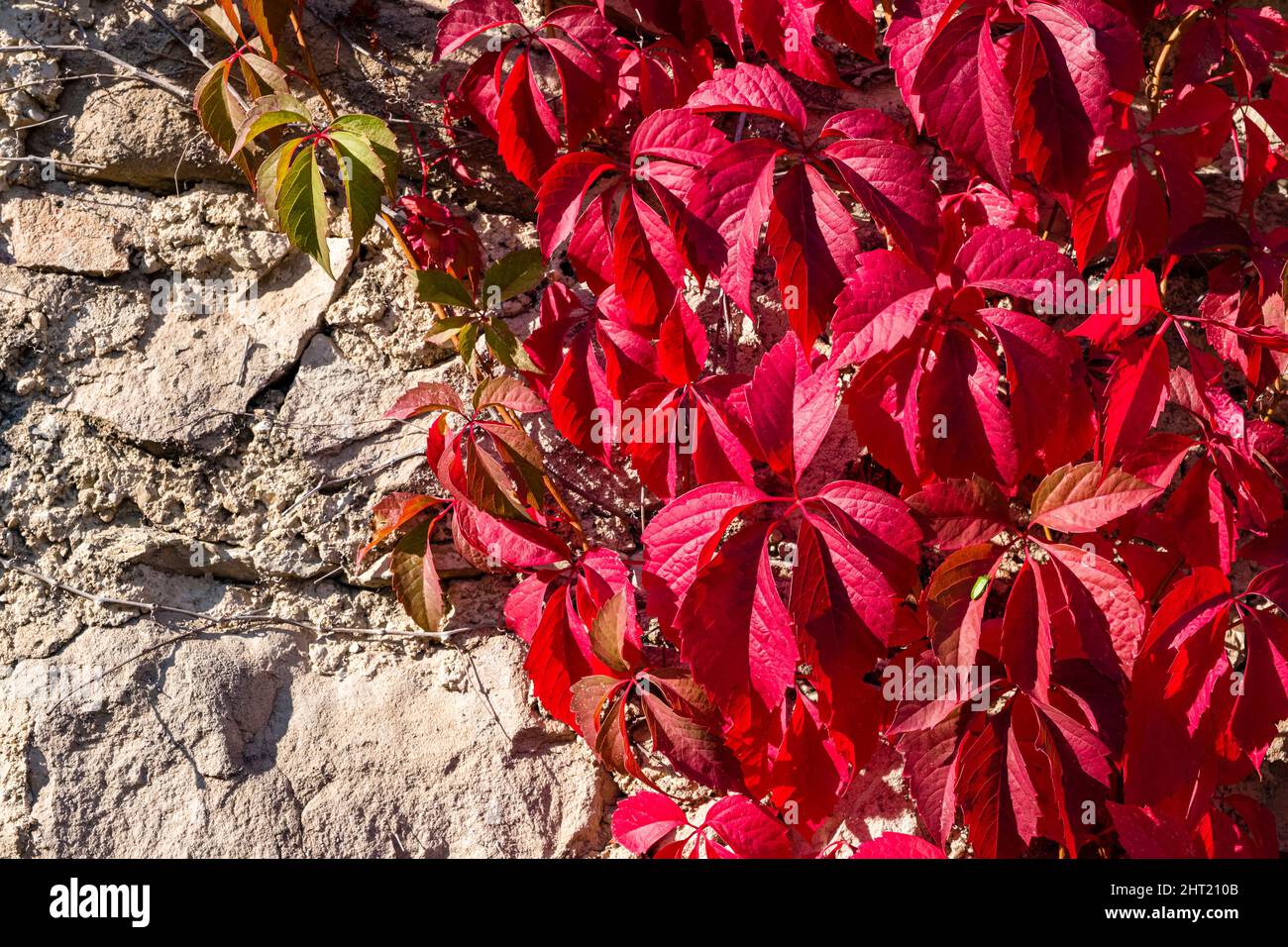 Rote Blätter von Virginia Creeper (Parthenocissus quinquefolia), Klettern auf einer Felswand, im Herbst. Stockfoto