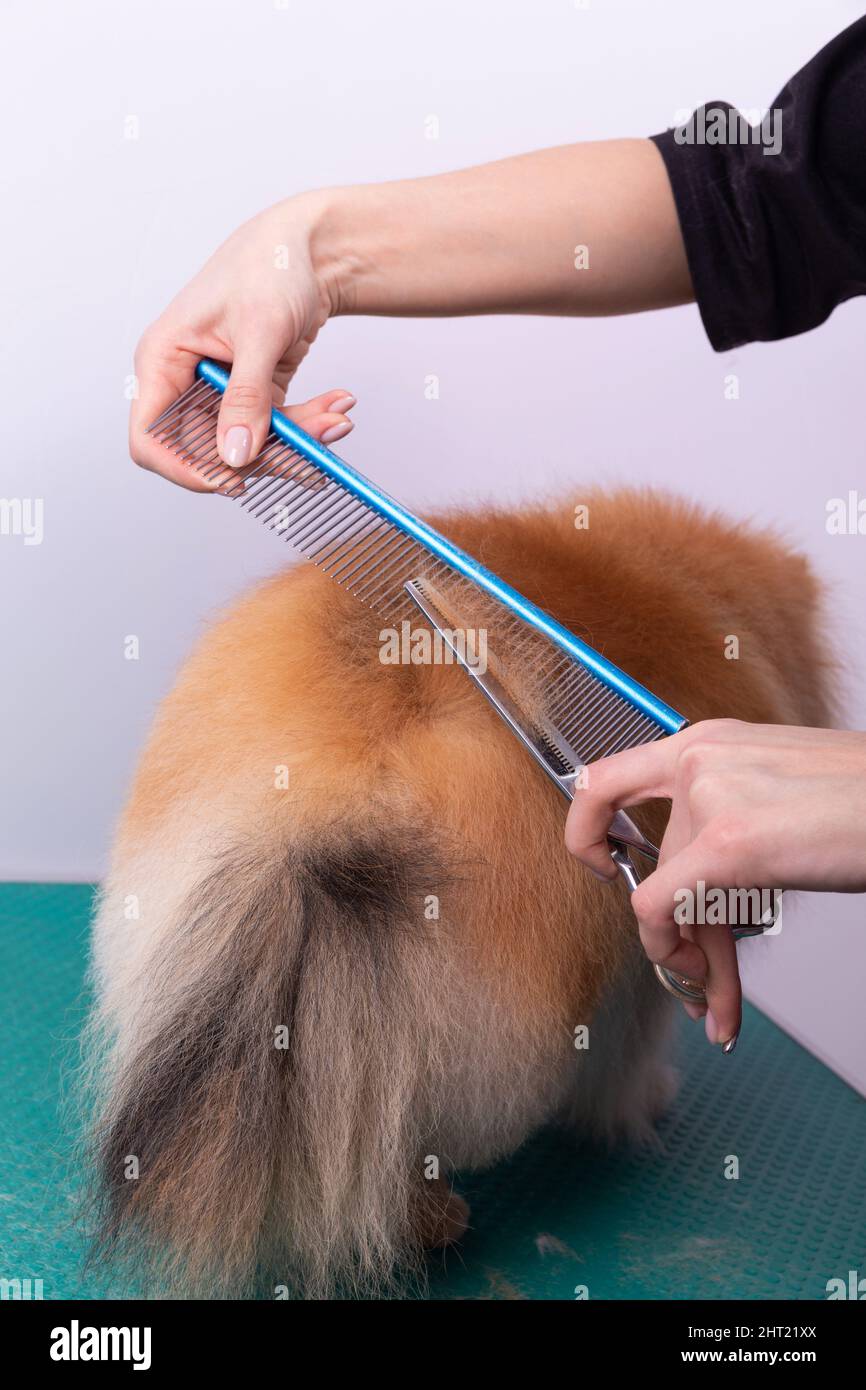 Professionelle Pistenerin kümmert sich im Tierpflegesalon um den orangefarbenen pommerschen Spitz. Der Mitarbeiter des Pflegesalons schneidet die Haare auf dem Hund in Nahaufnahme. Spezialist Stockfoto