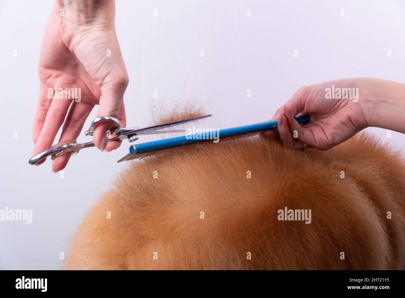 Professionelle Pistenerin kümmert sich im Tierpflegesalon um den orangefarbenen pommerschen Spitz. Der Mitarbeiter des Pflegesalons schneidet die Haare auf dem Hund in Nahaufnahme. Spezialist Stockfoto