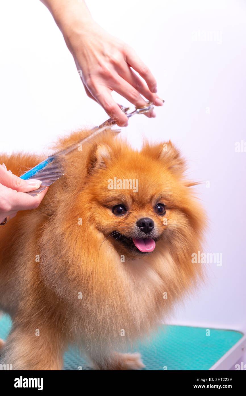 Professionelle Pistenerin kümmert sich im Tierpflegesalon um den orangefarbenen pommerschen Spitz. Der Mitarbeiter des Pflegesalons schneidet die Haare auf dem Hund in Nahaufnahme. Spezialist Stockfoto