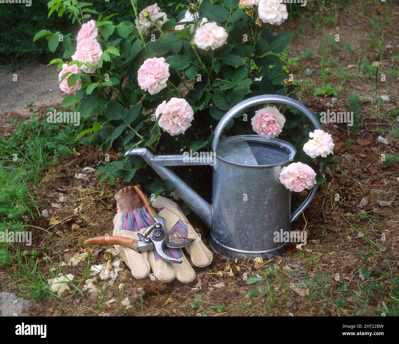 Bush Rose „Maidens Blush“ mit einer Wasserdose Stockfoto