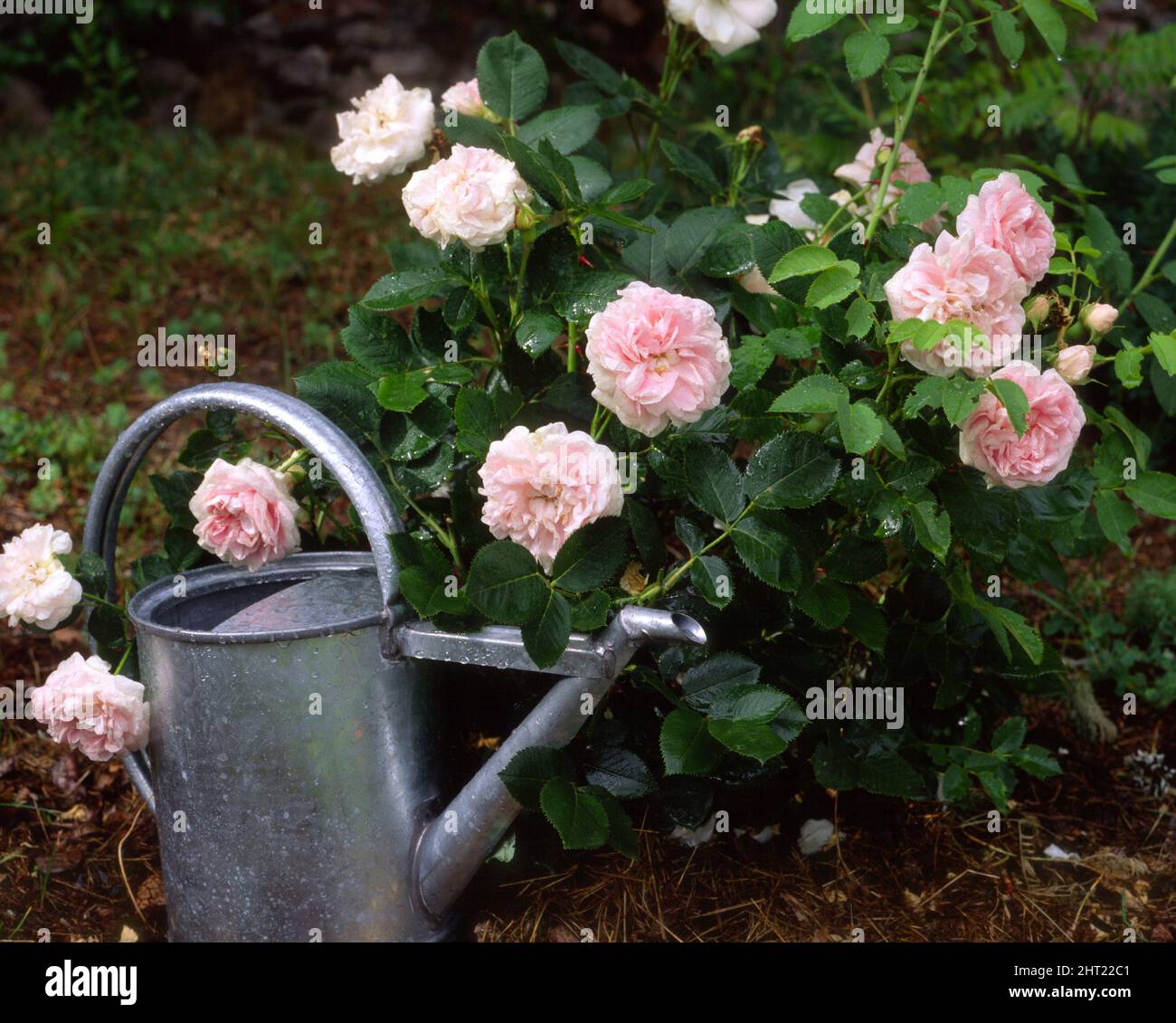 Buskrosen 'Maidens Blush' vid vattenkanna Stockfoto