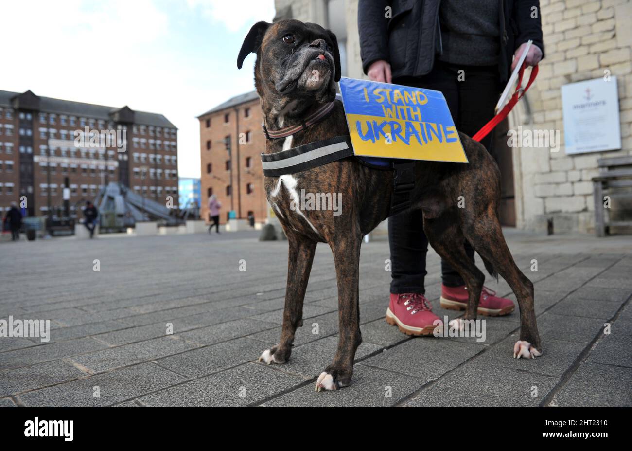 SID der Boxerhund. Weltweit wird der Schock des Krieges in der Ukraine zu Wut und Protest. Um den herum findet eine Demonstration für den Frieden statt Stockfoto