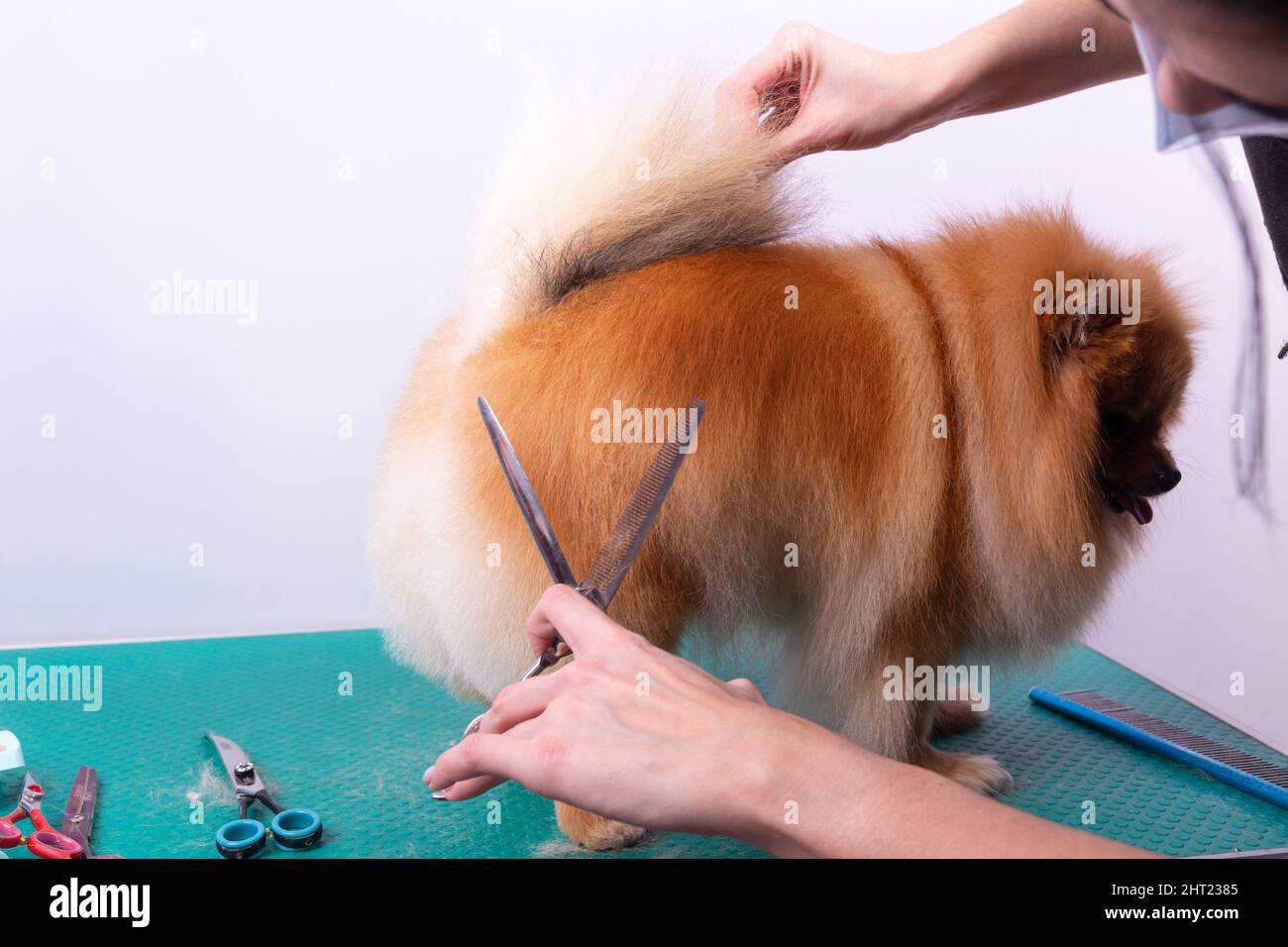 Professionelle Pistenerin kümmert sich im Tierpflegesalon um den orangefarbenen pommerschen Spitz. Der Mitarbeiter des Pflegesalons schneidet die Haare auf dem Hund in Nahaufnahme. Spezialist Stockfoto