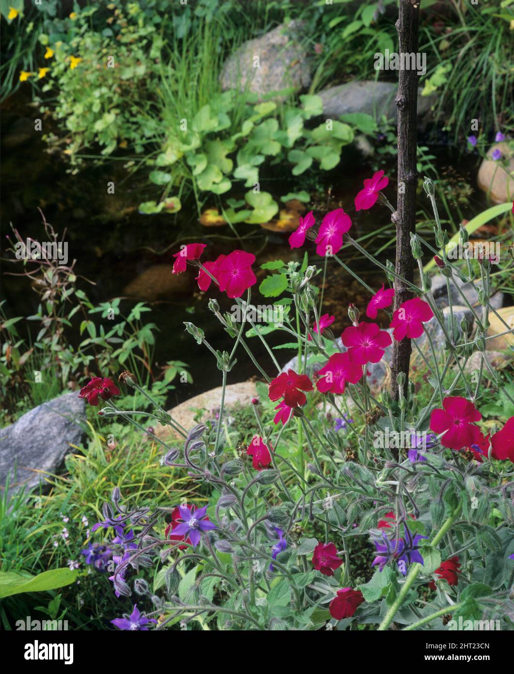 Silene Coronaria an einem Gartenteich Stockfoto