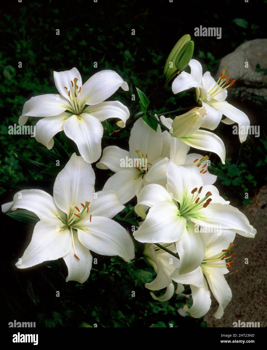 Weisse lilien Fotos und Bildmaterial in hoher Auflösung Alamy