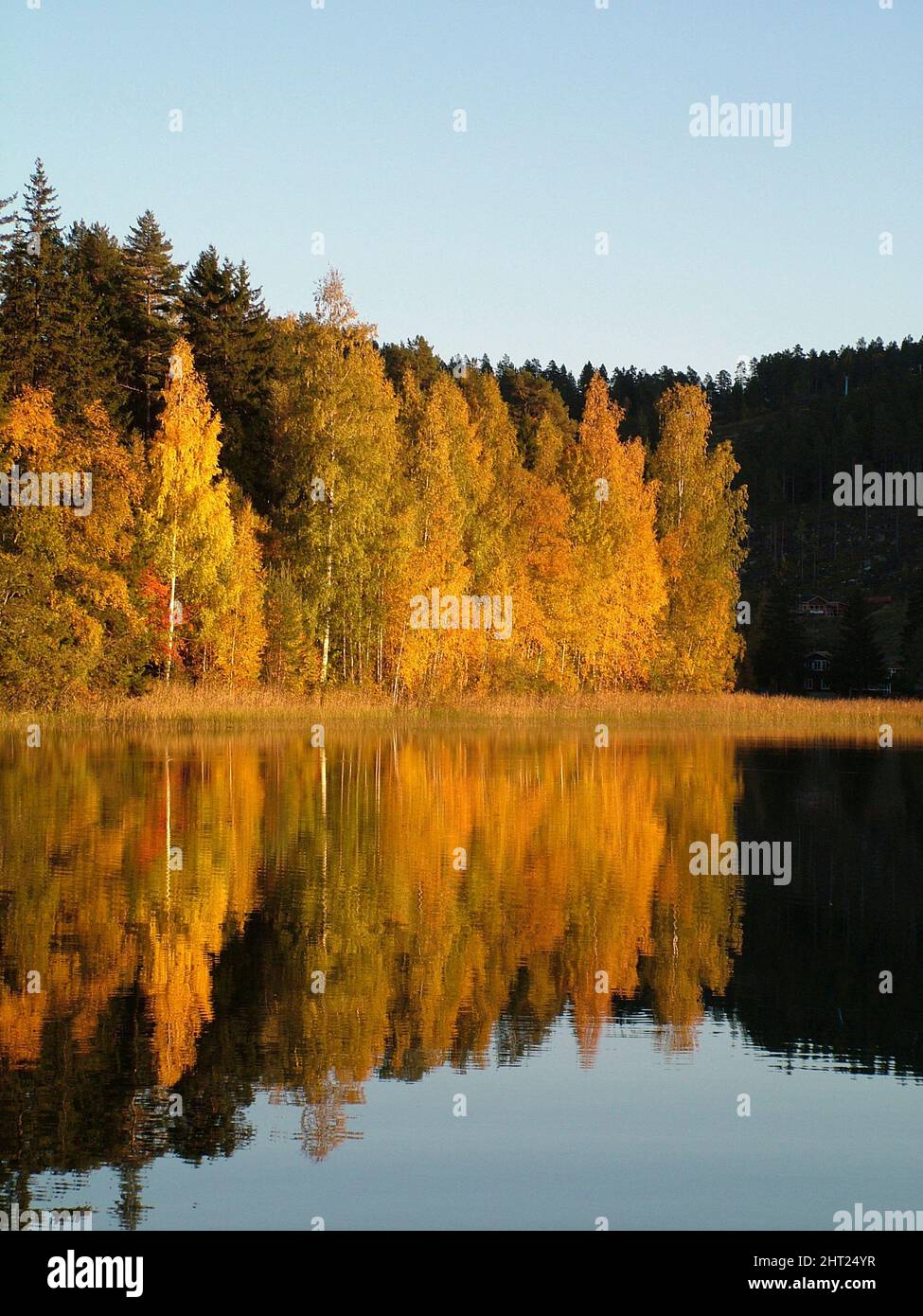 Laubbäume in Herbstfarbe an einem See Stockfoto