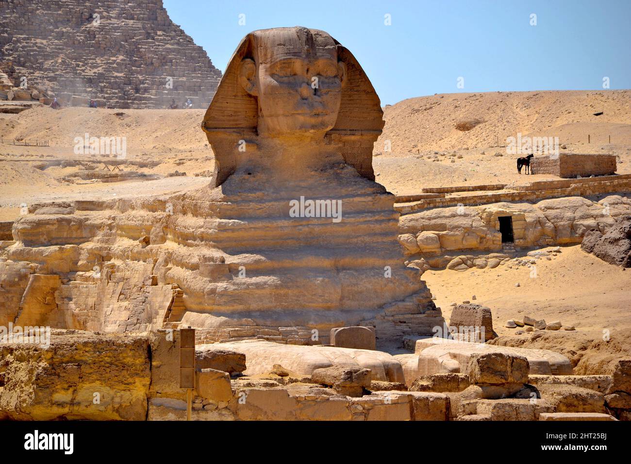 Die große Sphinx von Gizeh, eine große Statue in Form eines Tieres mit einem menschlichen Kopf, Detail des Kopfes, Kairo, Ägypten. Stockfoto