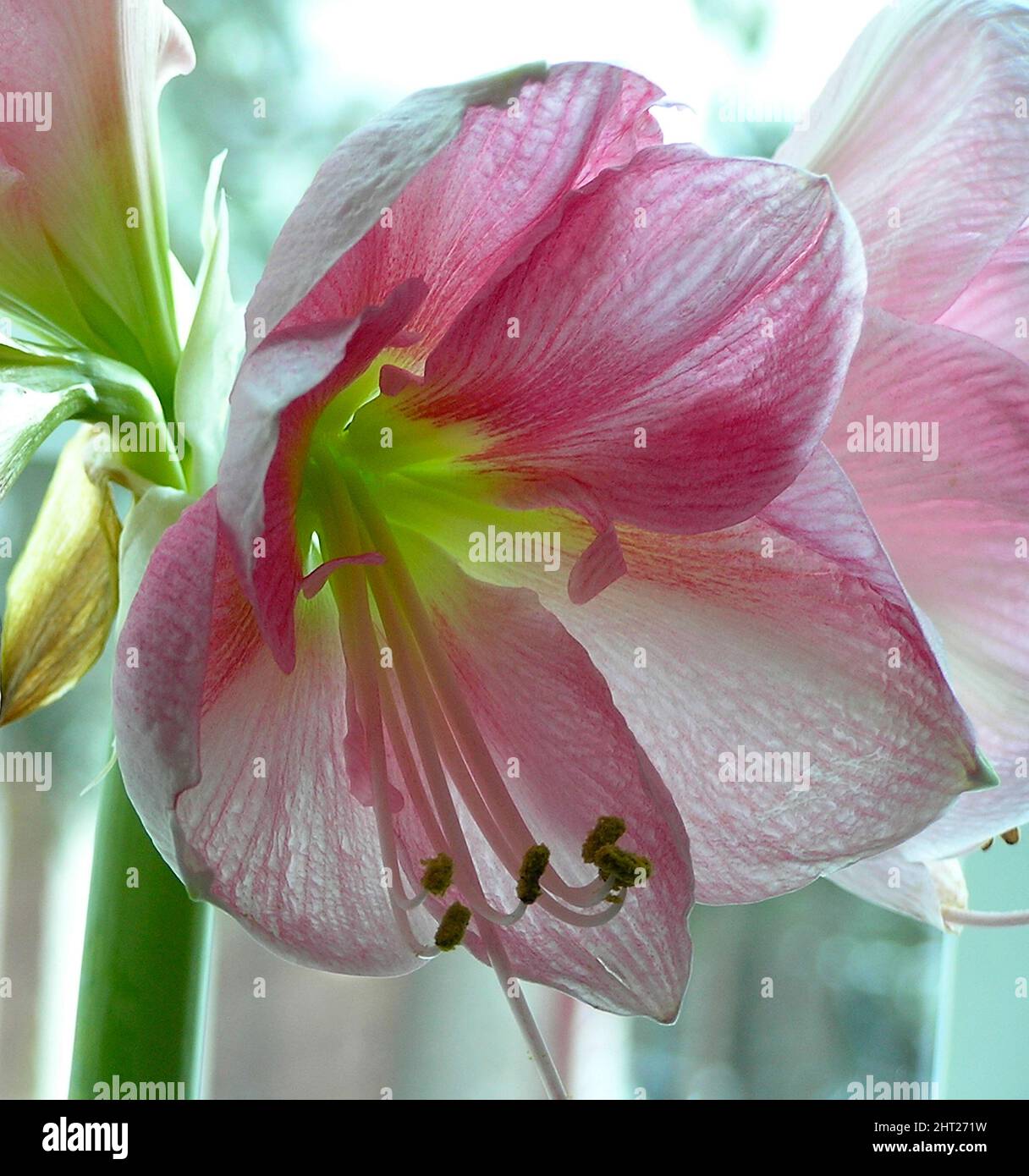 Amaryllis „Blushing Bride“ Stockfoto