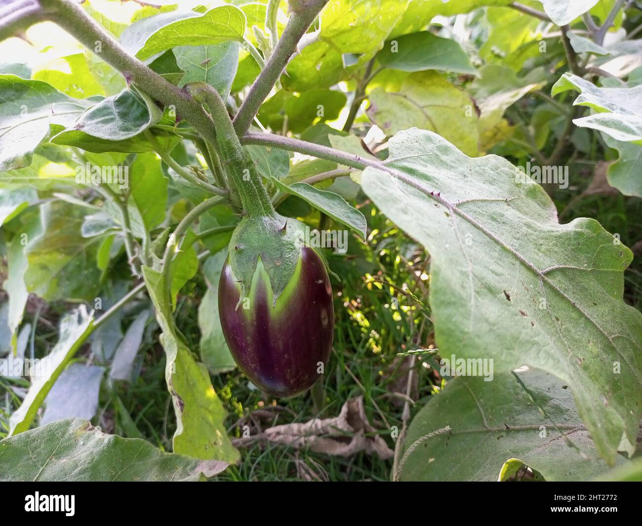 Eine Nahaufnahme einer niedlichen kleinen Aubergine Stockfoto
