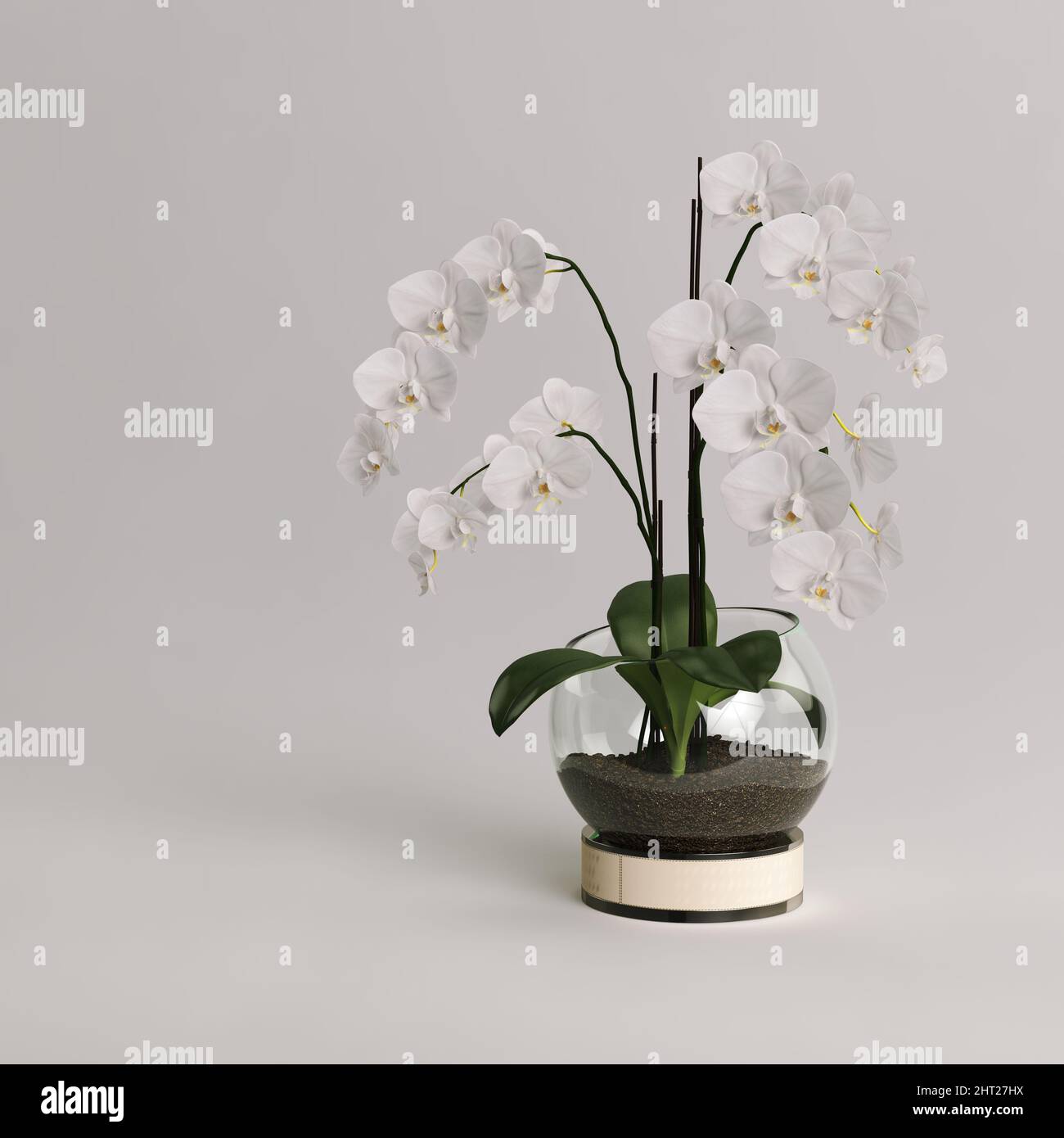 Glasvase mit dekorativen phraenopsis Blumen isoliert auf grauem Hintergrund Stockfoto