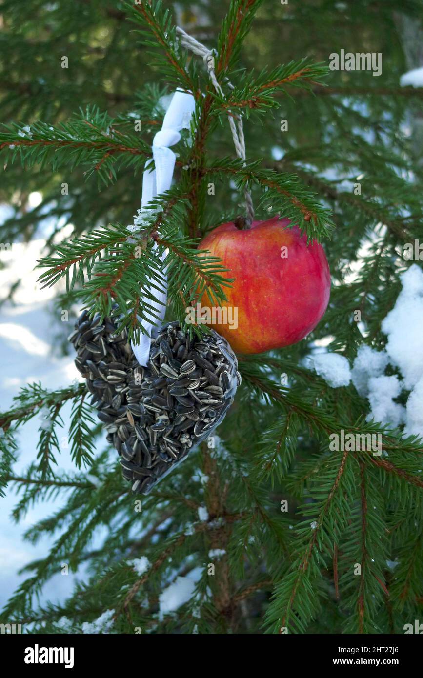 Vogelfutter in Tanne Stockfoto