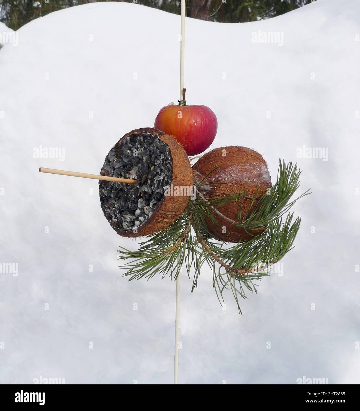 Vogelschmankerl in Kokosnuss Stockfoto