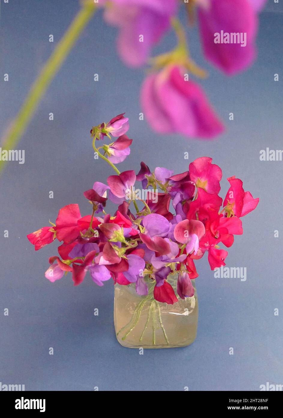 Blumenstrauß mit süßen Erbsen Stockfoto