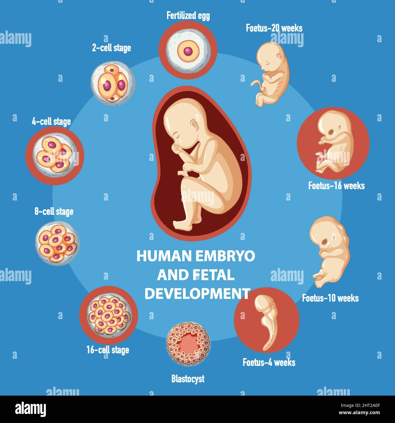 Entwicklung Embryo Tag Für Tag Bilder Infografik zur Entwicklung des menschlichen Embryos Stock-Vektorgrafik