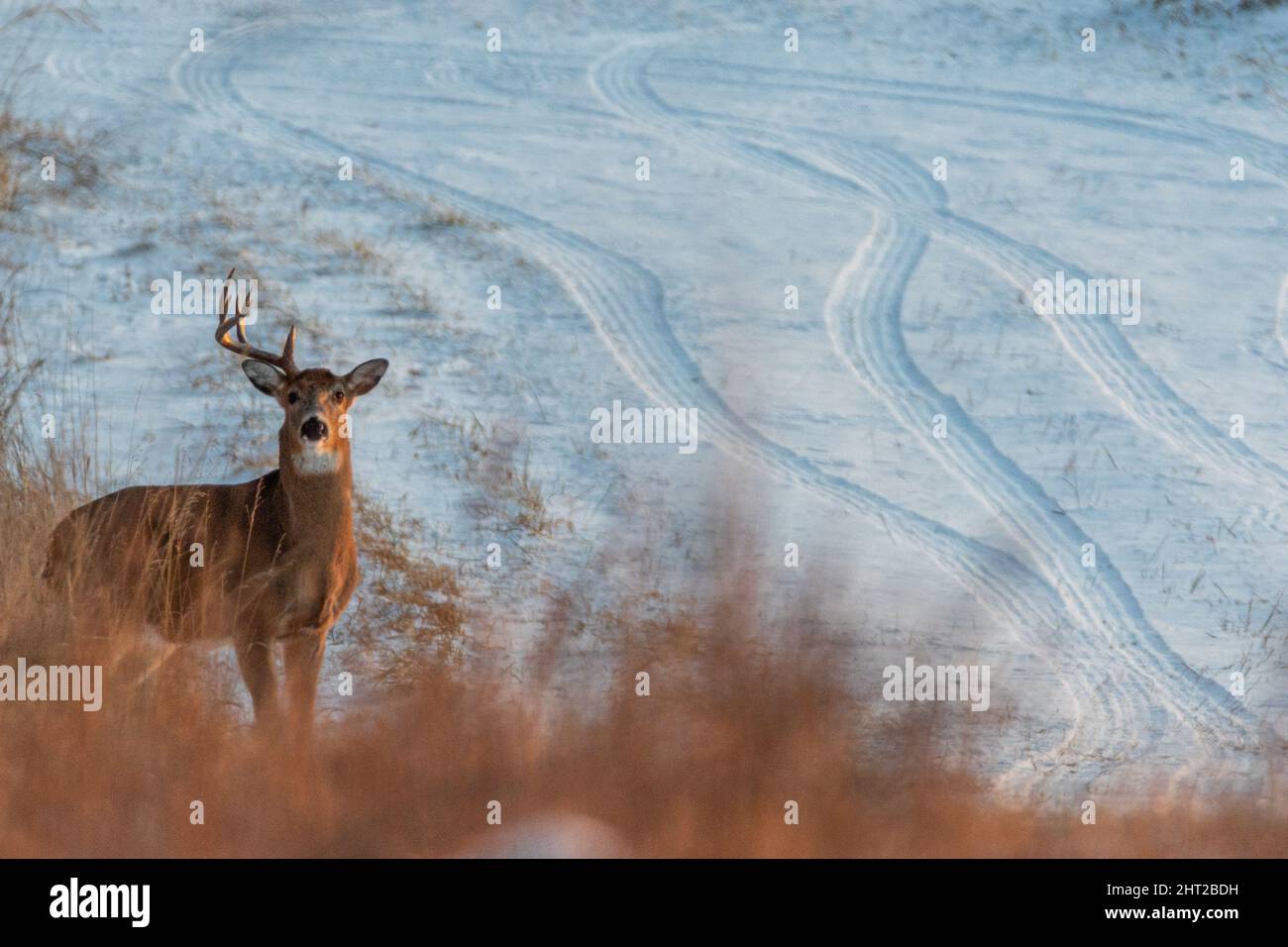 Schöne Aufnahme eines Weißschwanz-Hirsches mit einem Geweih auf einem verschneiten Feld Stockfoto