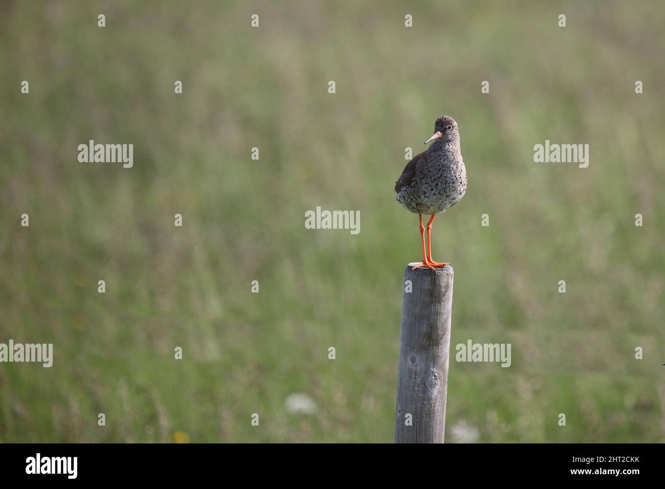 Isländischer Rotschenkel / Rotschenkel / Tringa totanus robusta Stockfoto