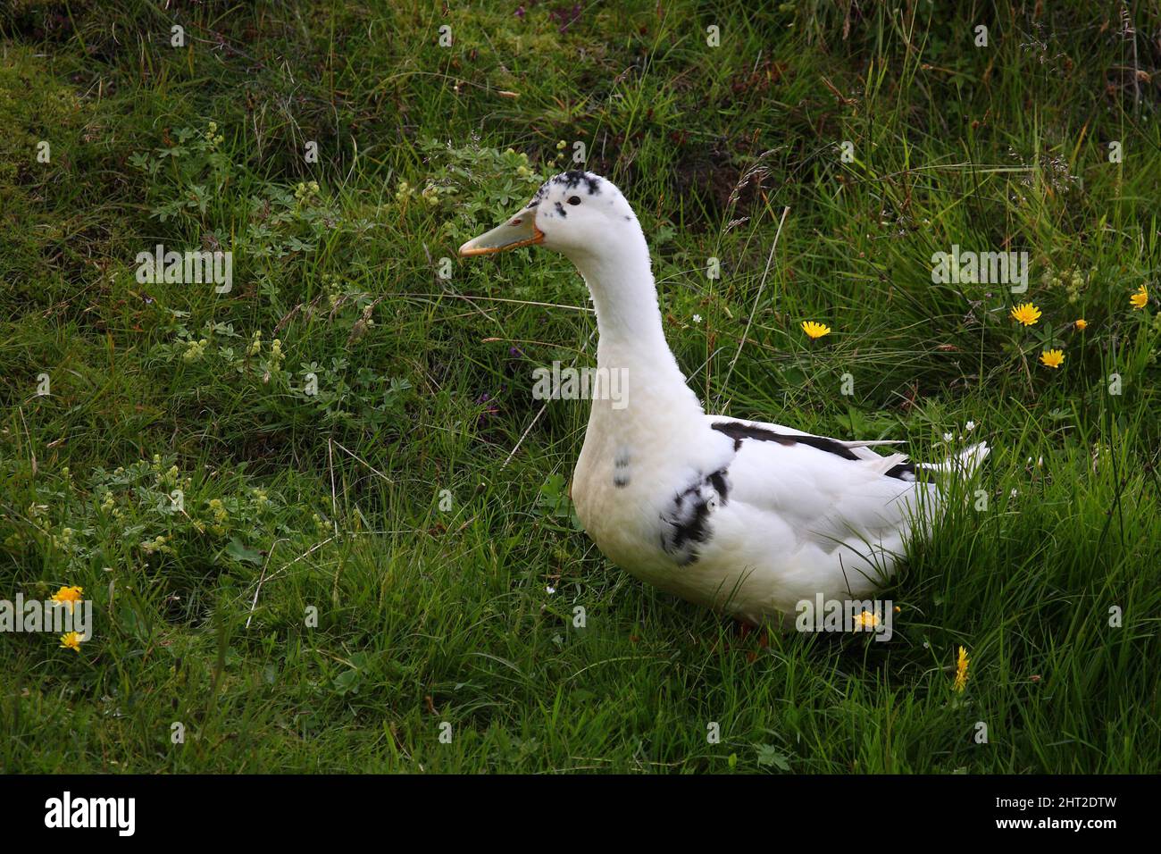 Insel - Ente / Island - Ente / Anatidae Stockfoto