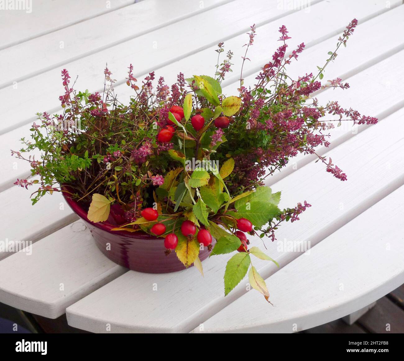 Herbstaufteilung in einem Topf mit Thymian und wildem Hageblatt Stockfoto
