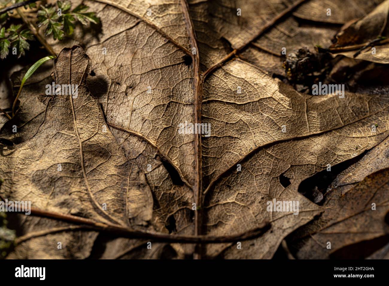 Braun verfallende Herbstblätter mit Venen und Textur in einer natürlichen Waldumgebung. Stockfoto