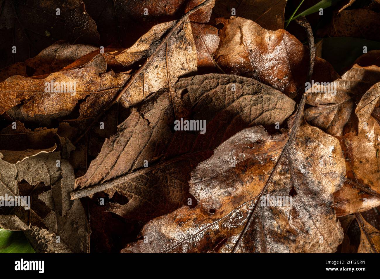 Braun verfallende Herbstblätter mit Venen und Textur in einer natürlichen Waldumgebung. Stockfoto