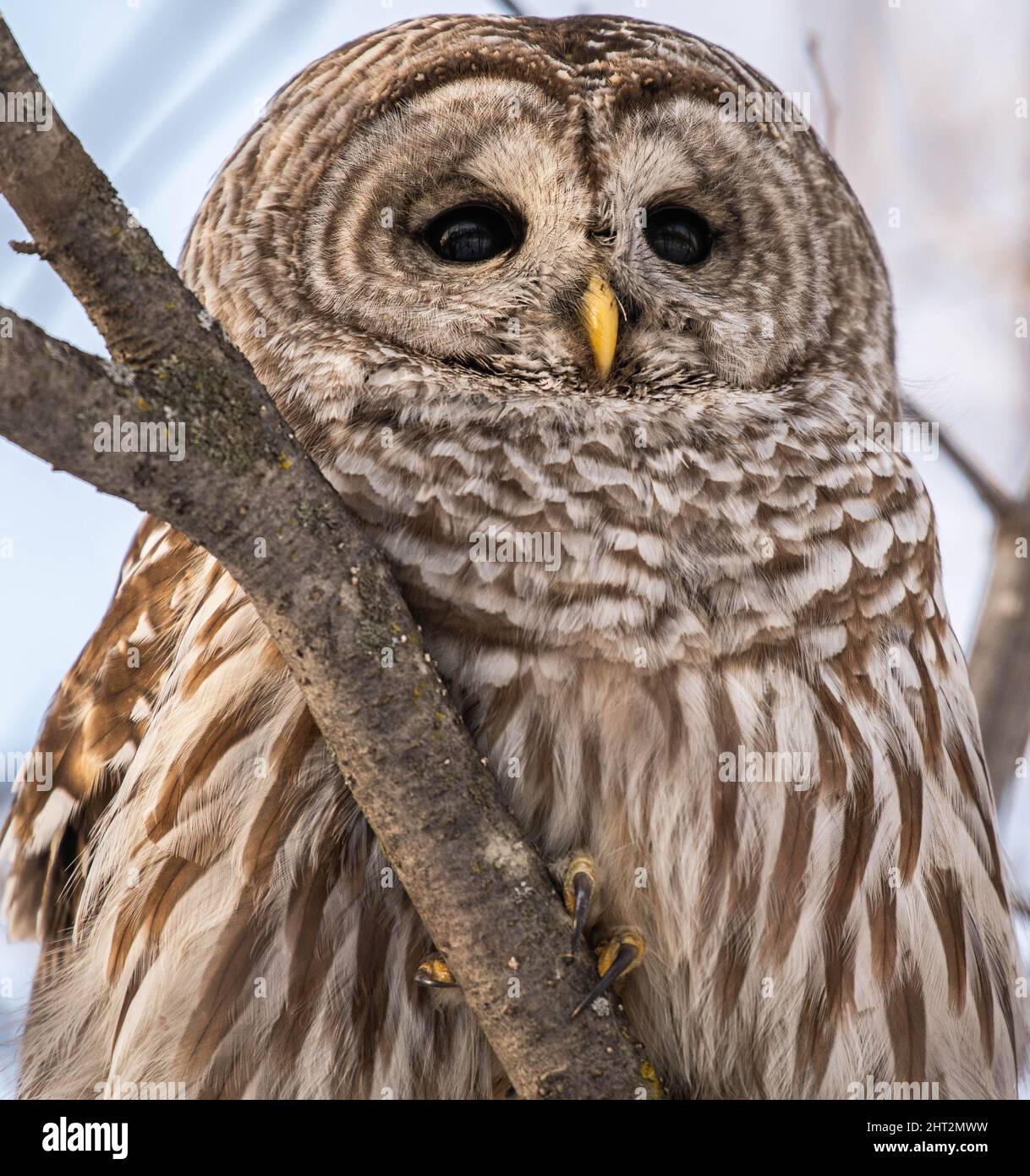 Eine Nahaufnahme der schwarzen Augen der Sperlingseule Stockfoto