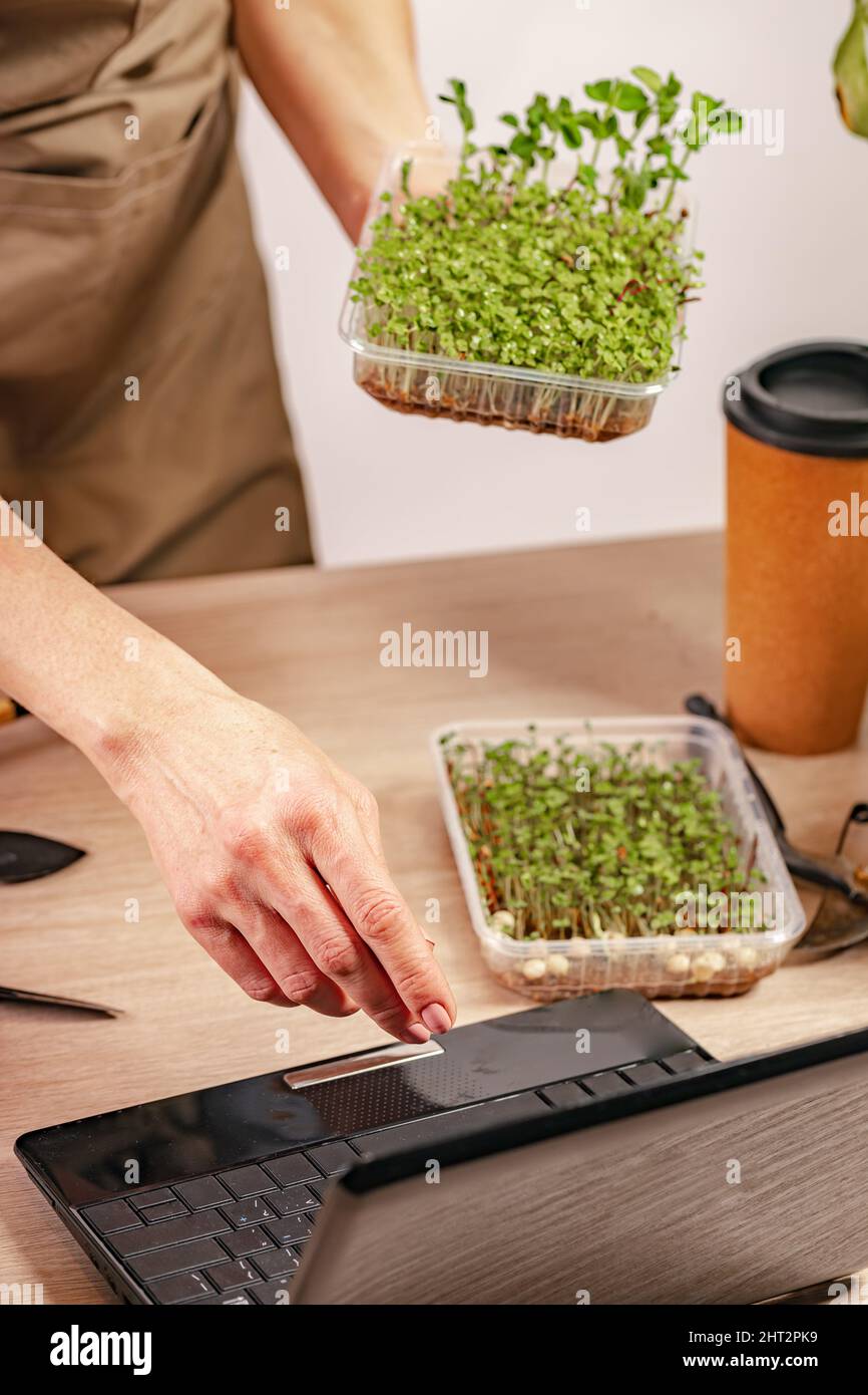 Eine Frau nutzt Internet-Technologie, um Microgreens online zu verkaufen. Eine Frau baut in ihrer heimischen Werkstatt Mikrogrüns an. Kleine Unternehmen im Innenbereich. Nahaufnahme von Fresh Stockfoto