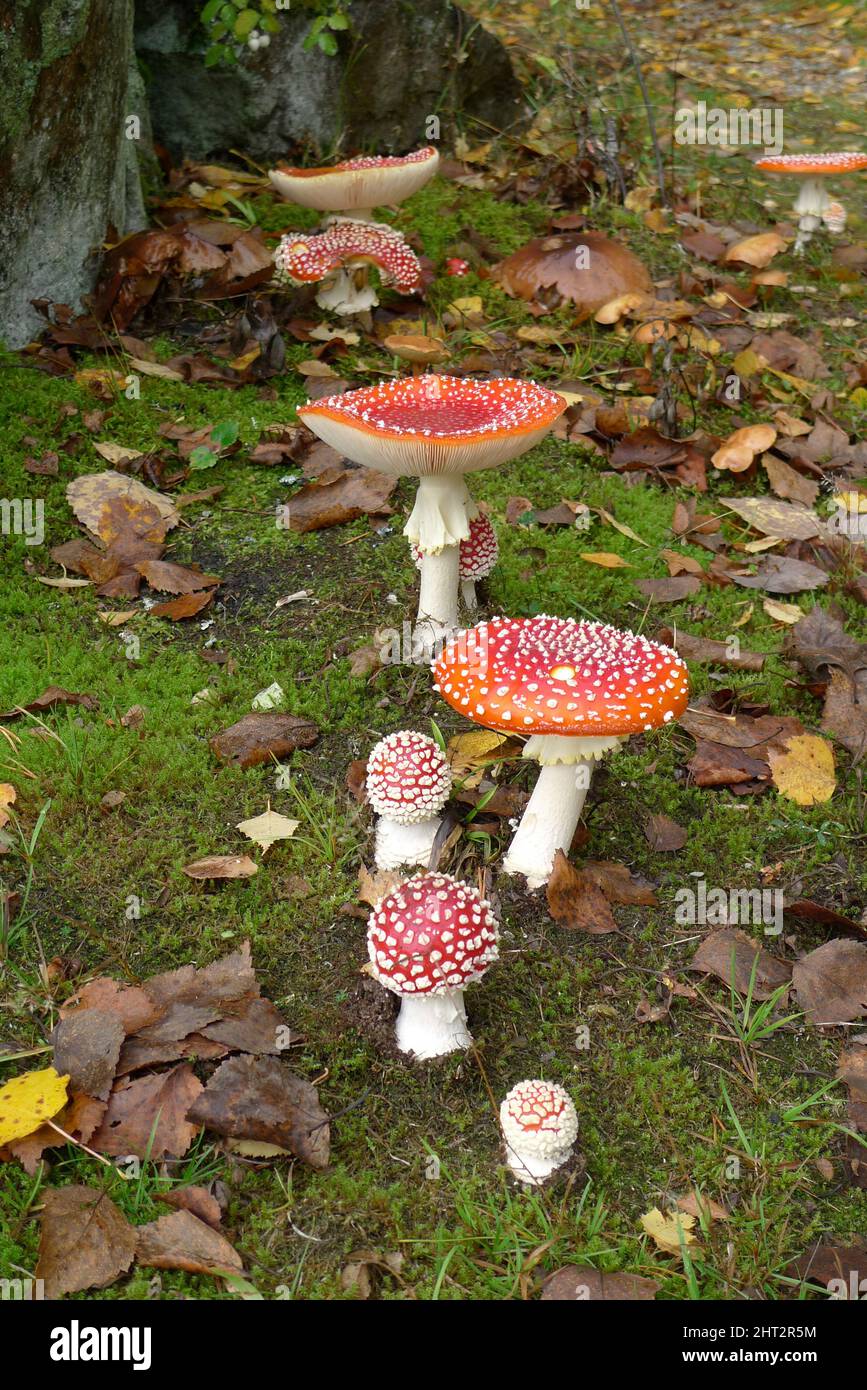 Red fly Agaric Stockfoto