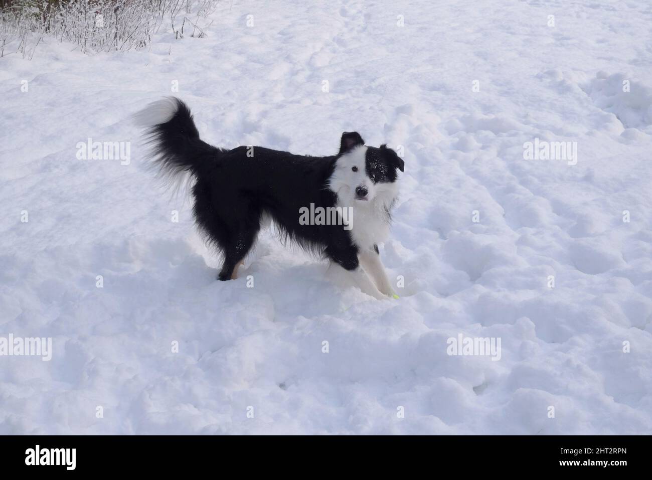 Border Collie spielt im Schnee Stockfoto