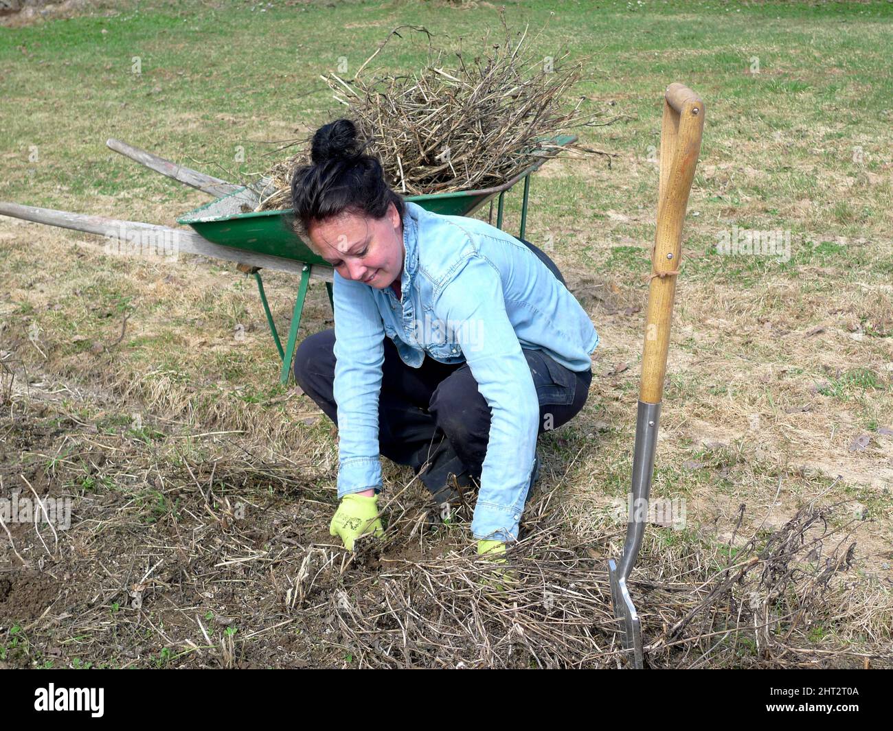 Unkrautjäten im Garten Stockfoto