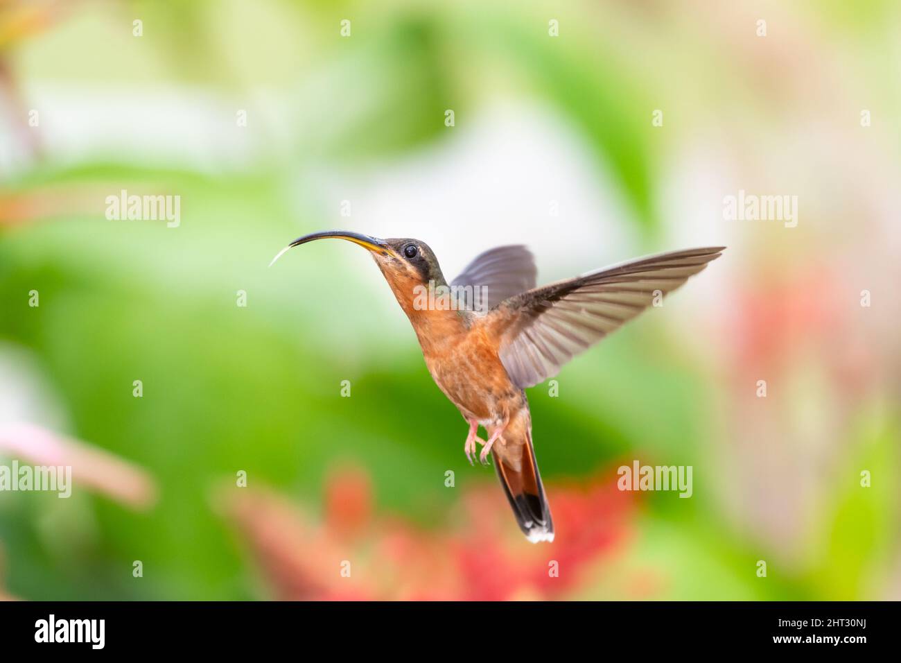 Der Rotbrustkolibri Glaucis hirsutus, der mit der Zunge aus der Luft schwebt, schwebt in der Luft. Stockfoto
