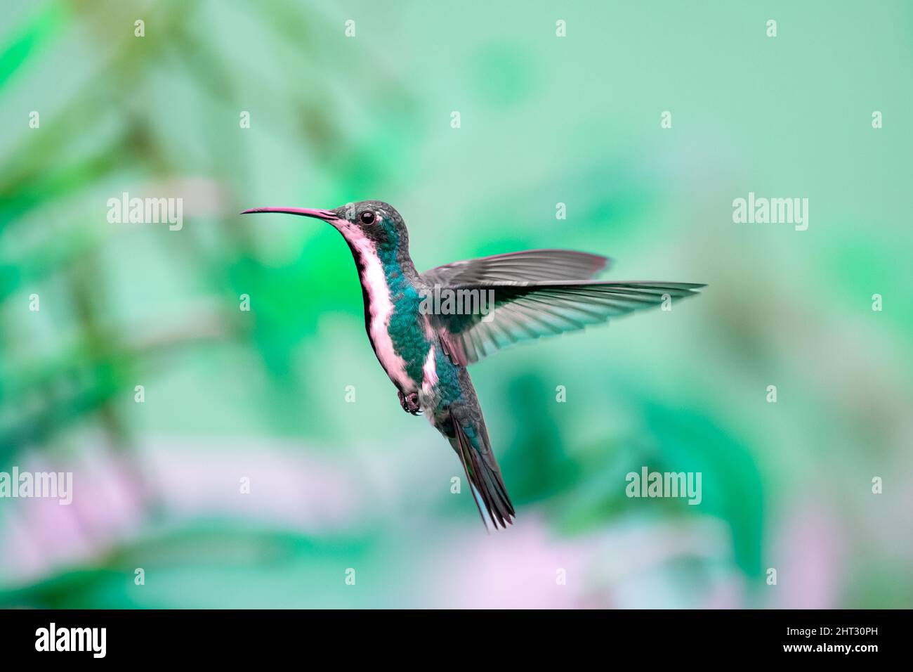 Weibliche Schwarzkehlige Mango-Kolibri, Anthracothorax nigricollis, mit grünem Farbton und einem grünen Hintergrund, der im Flug gefangen ist, in Bewegung. Stockfoto