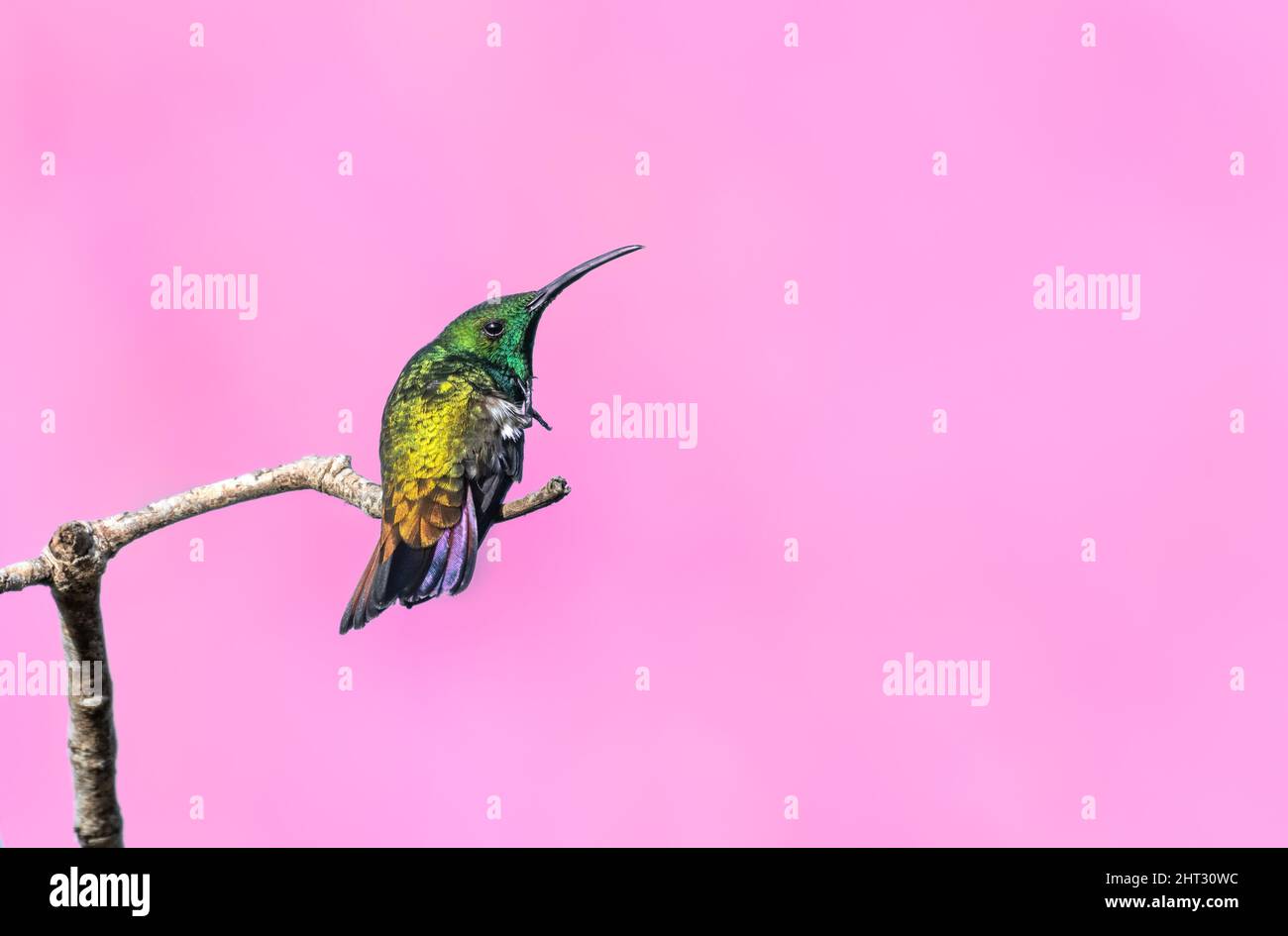 Grünkehliger Mango-Kolibri, Anthracothorax viridigula, kratzt und preening in einer ungewöhnlichen Pose mit einem rosa Hintergrund. Stockfoto