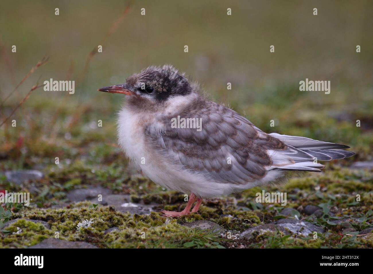 Küstenseeschwalbe / Arktische Seeschwalbe / Sterna paradiesaea Stockfoto