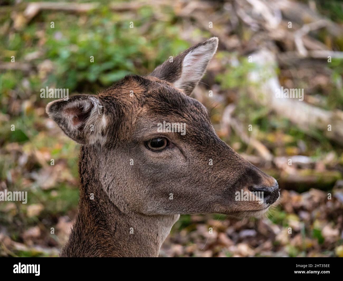 Porträt eines jungen Hirsches im Wald Stockfoto