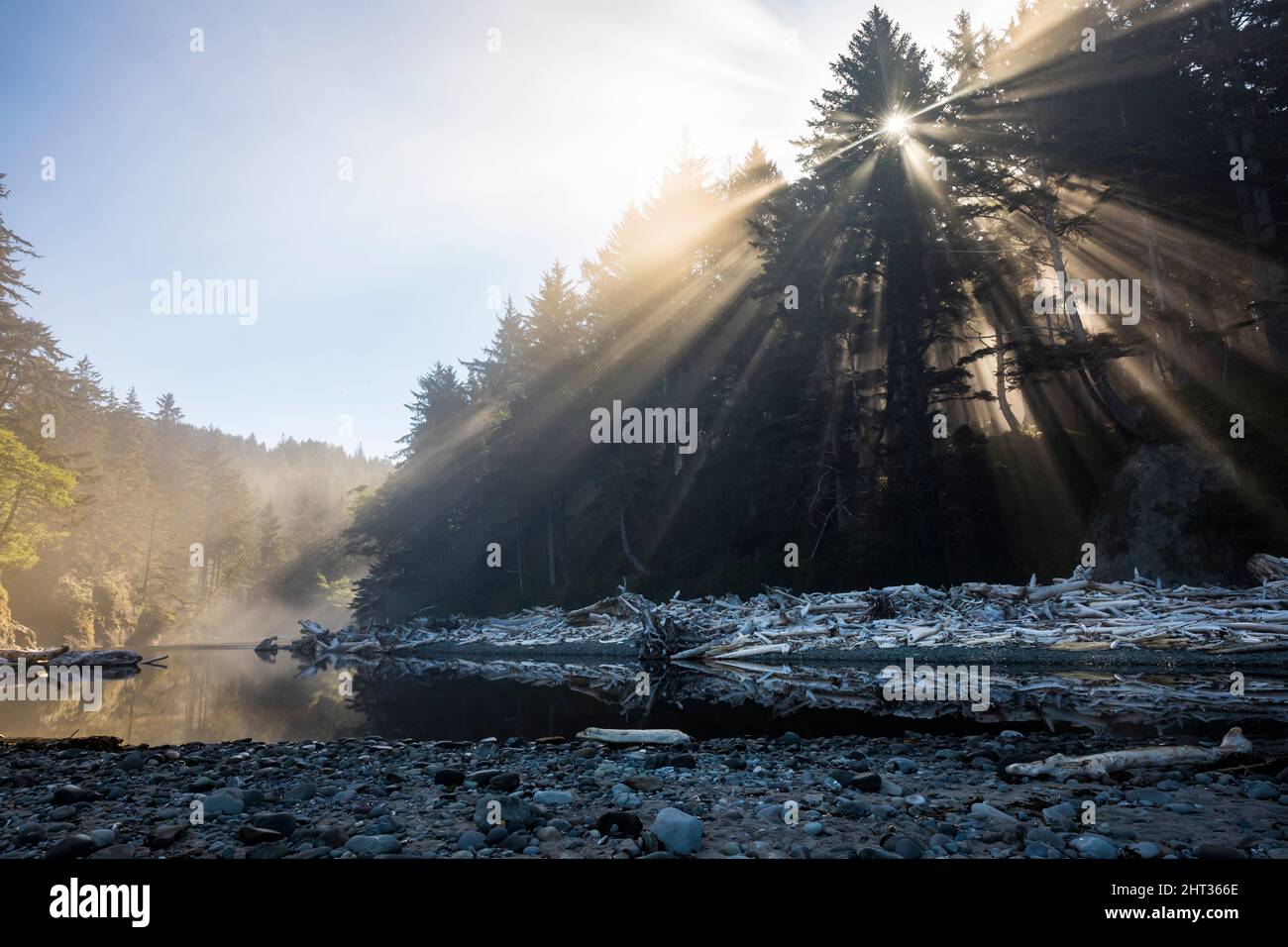 Sonnenstrahlen, die durch den Nebel in einem Sitka Fichte Wald über Mosquito Creek auf dem Olympic National Park Coastal Strip, Washington, USA, scheinen. Stockfoto