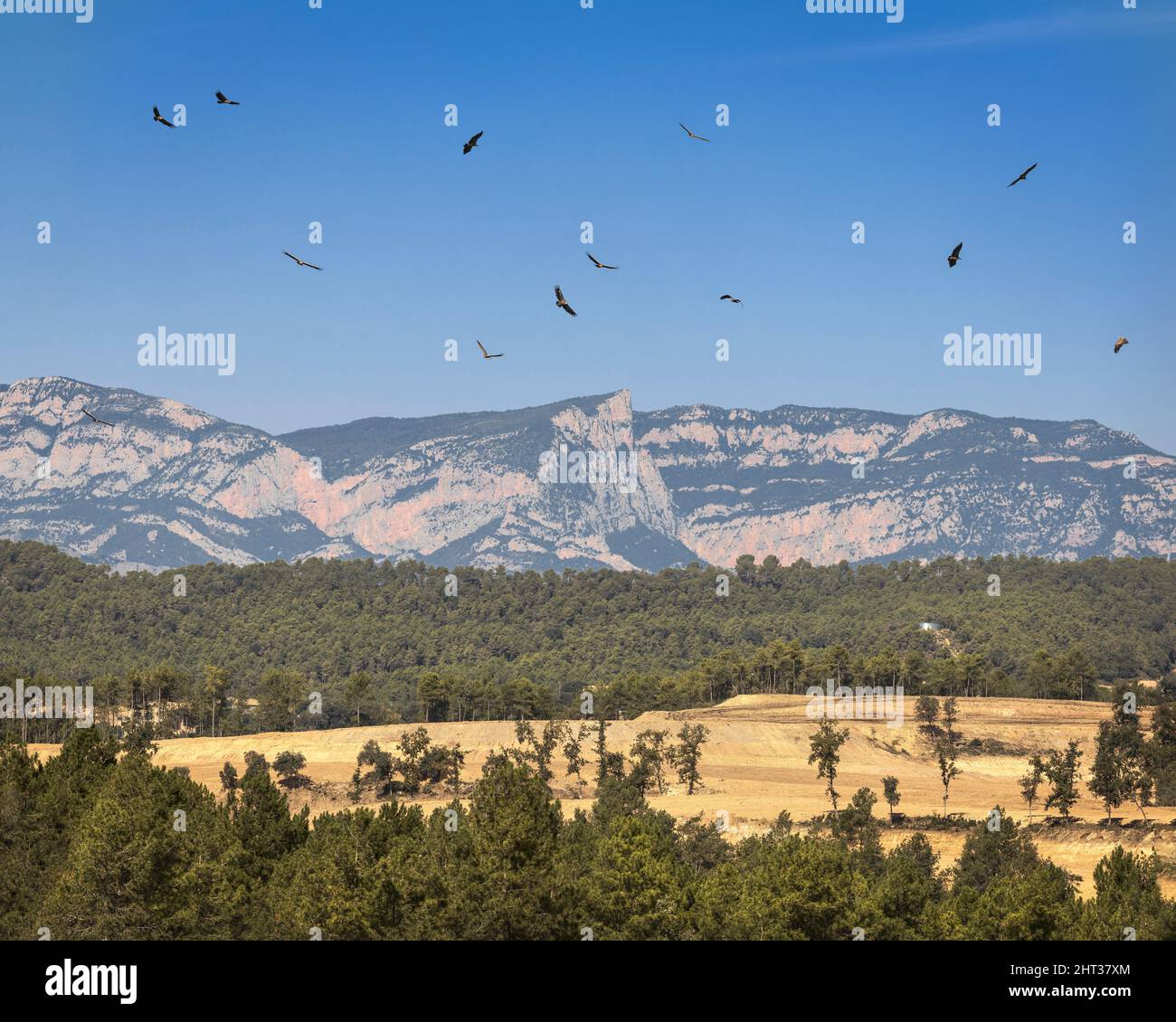 Geier kreisen im Himmel Stockfoto