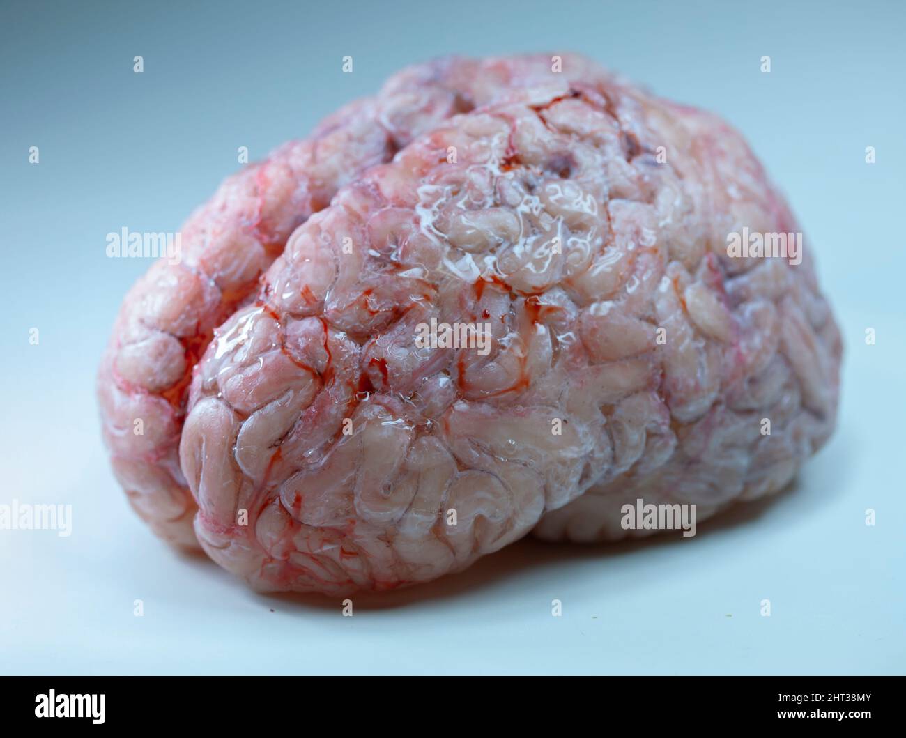 Physikalisches Modell des menschlichen Gehirns auf einer grauen Oberfläche Stockfoto
