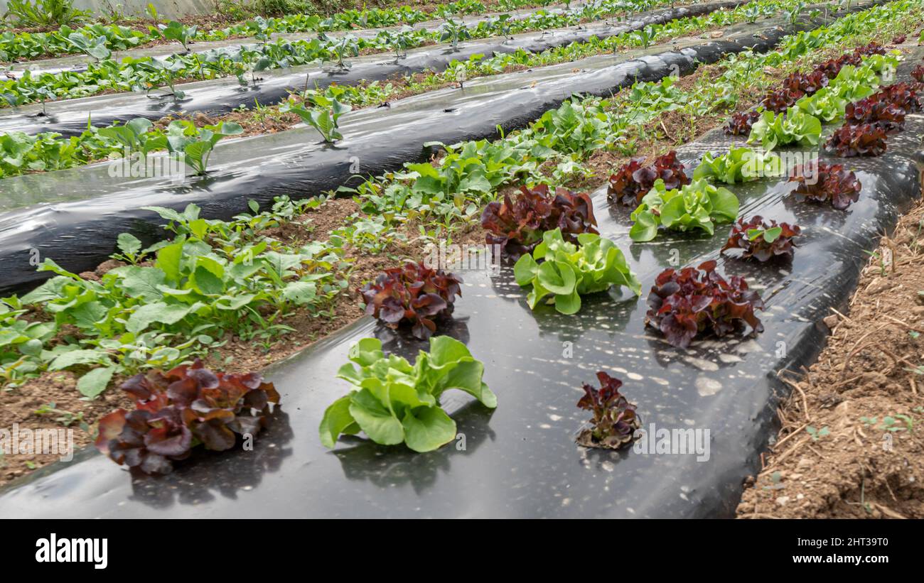 Bio-Lebensmittel im Bio-Gemüsegarten gesät Stockfoto