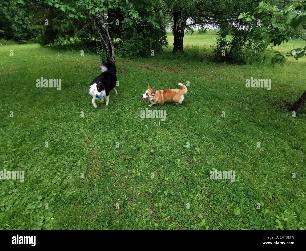 Welch Corgi Cardigan Och Border Collie spielen Stockfoto