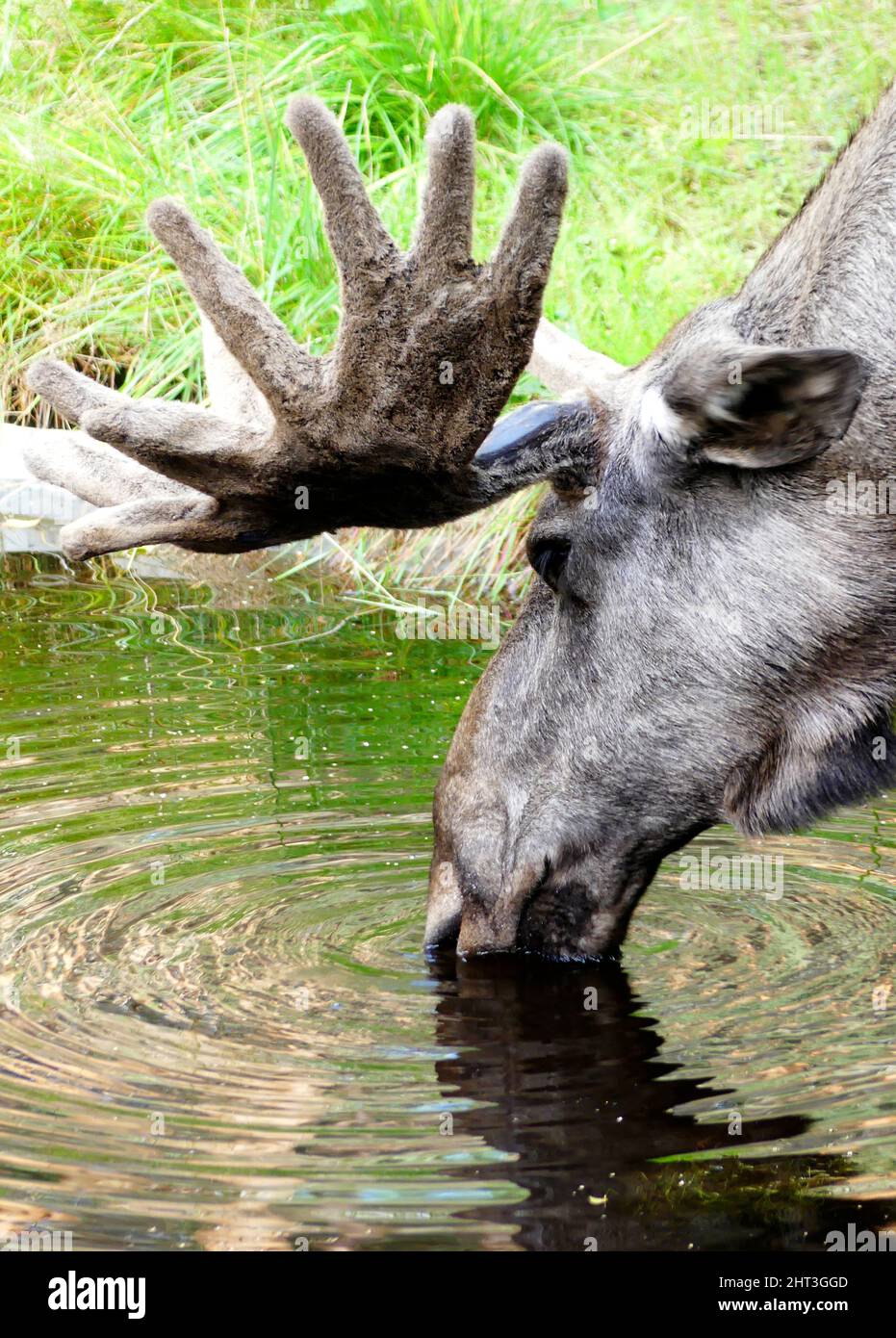 Moose Bull trinkt Wasser Stockfoto