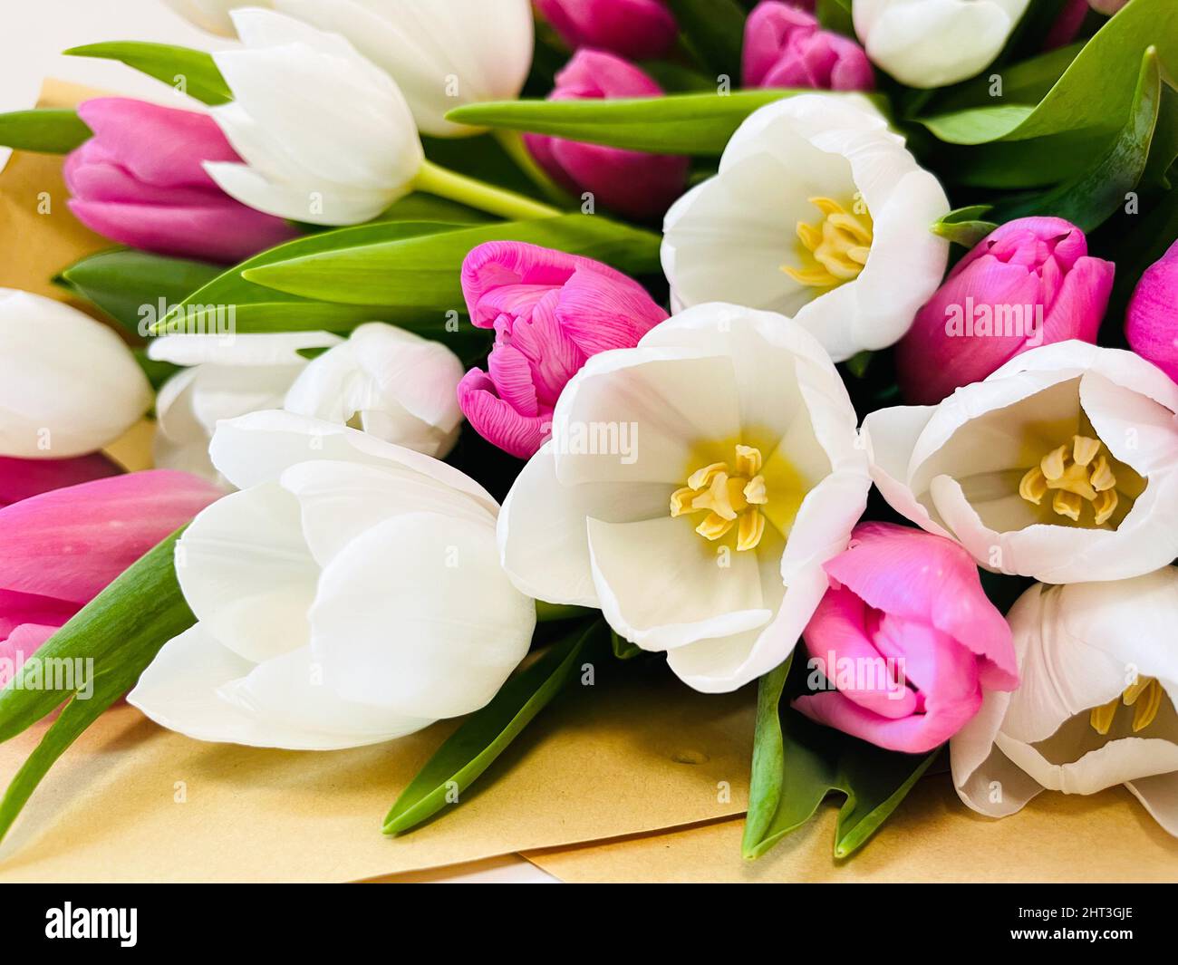 Weiße und rosa Tulpen. Ein Frühling verschwommen Hintergrund mit hellen Tulpen Stockfoto