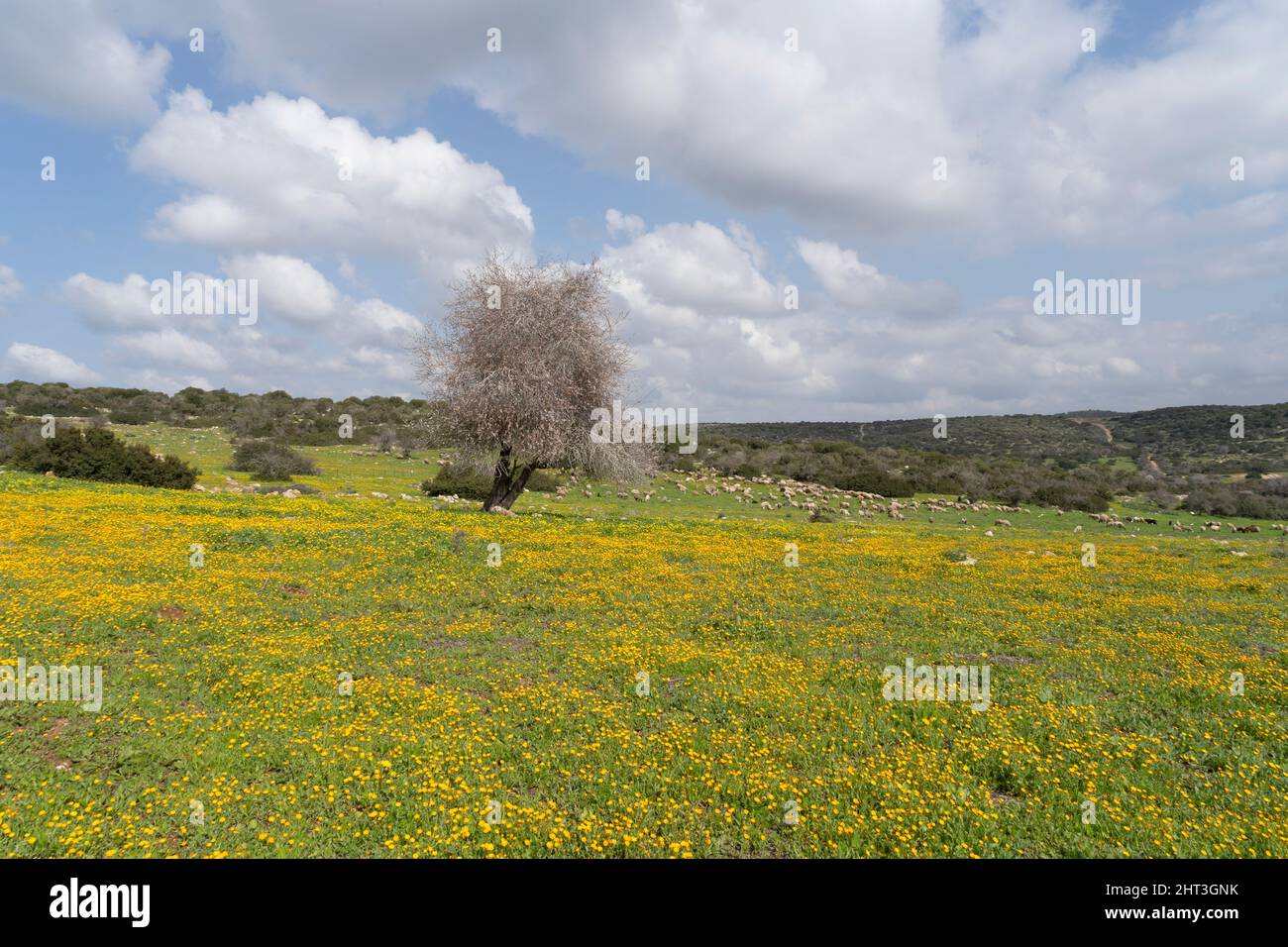 Biblische Landschaft im Land Israel Grüne Natur, Gelb und Hirtenblüte mit Ziegen Stockfoto